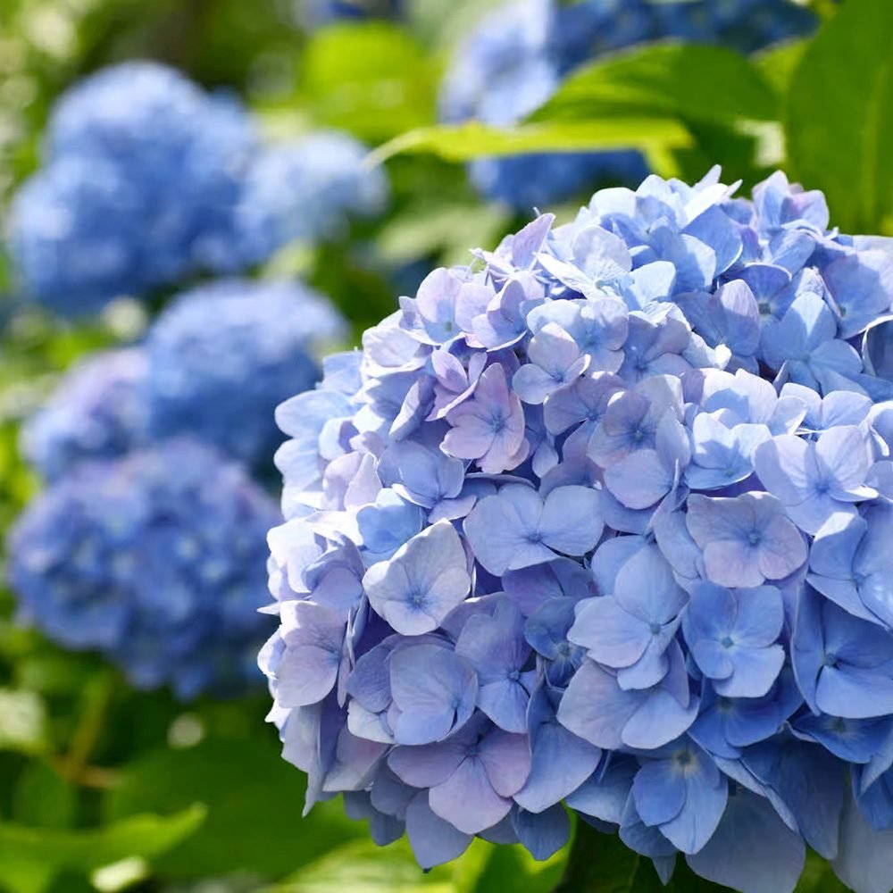 Hortensia de Gradina Renate Steiniger, cu flori albastre-mov