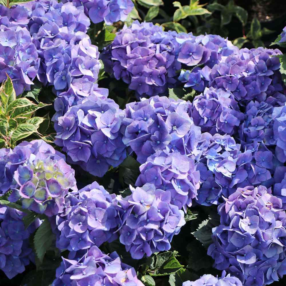 Hortensia de Gradina Renate Steiniger, cu flori albastre-mov