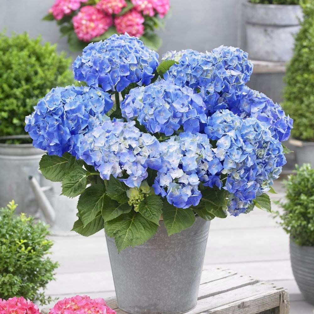 Hortensia de Gradina Renate Steiniger, cu flori albastre-mov