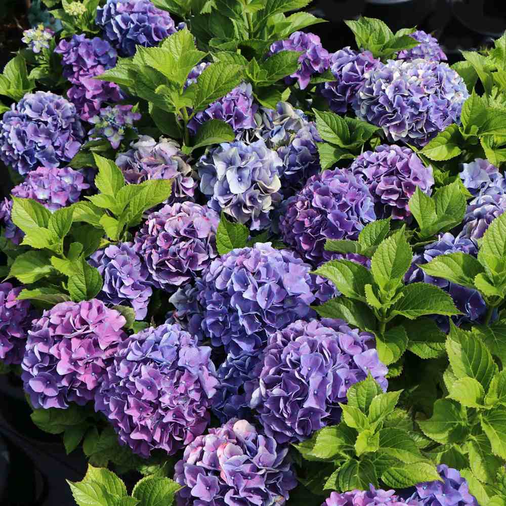 Hortensia de Gradina Renate Steiniger, cu flori albastre-mov
