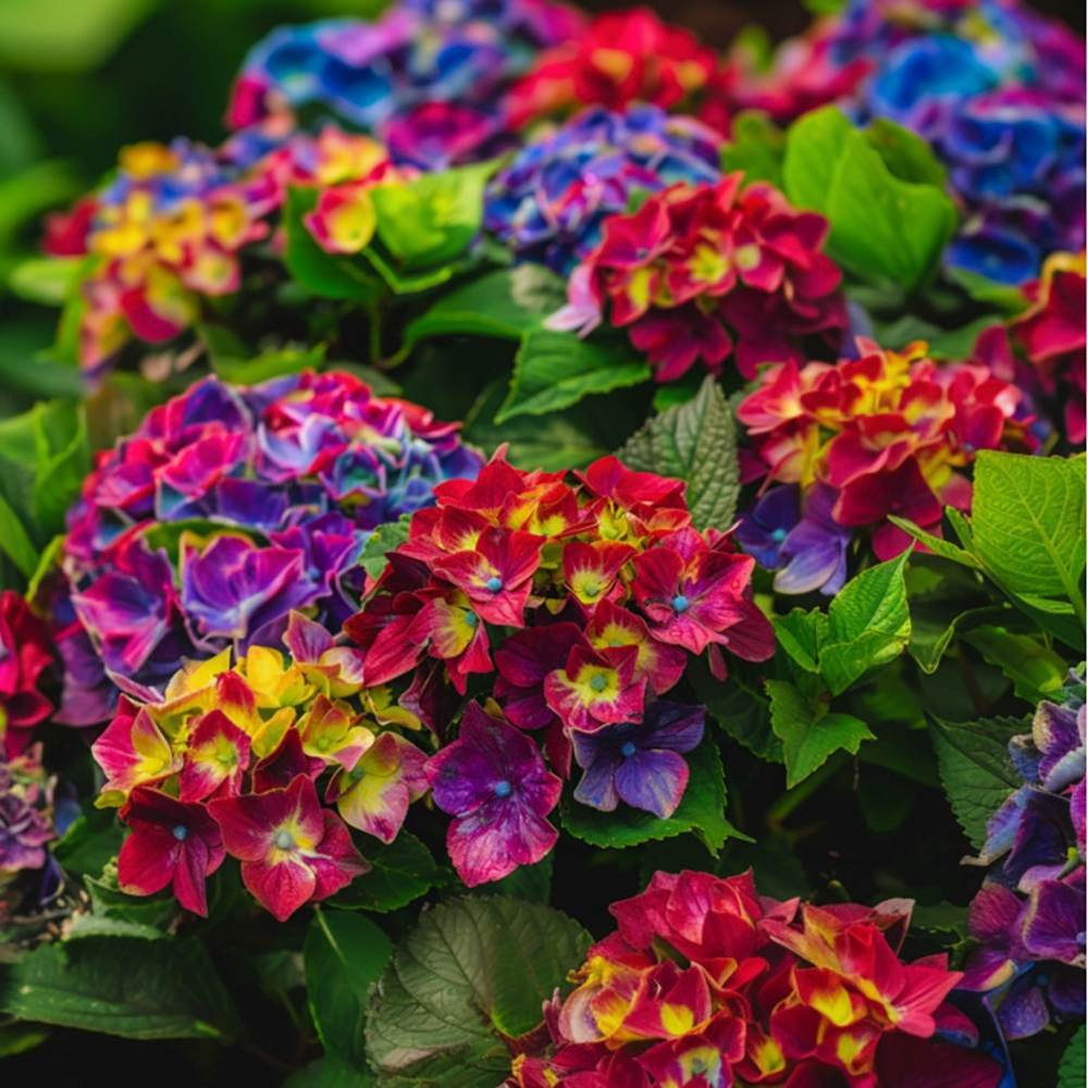 Hortensia de gradina Saxon Schloss Wackerbarth, cu flori rosii cu albastru si urme de verde deschis
