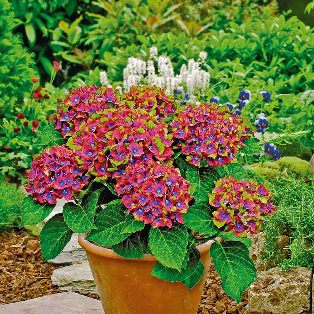 Hortensia de gradina Saxon Schloss Wackerbarth, cu flori rosii cu albastru si urme de verde deschis