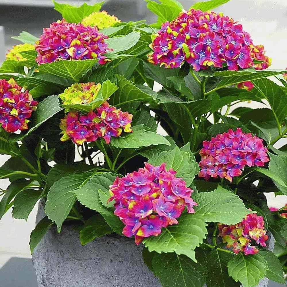Hortensia de gradina Saxon Schloss Wackerbarth, cu flori rosii cu albastru si urme de verde deschis