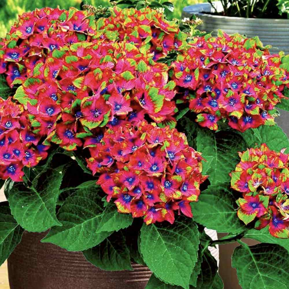 Hortensia de gradina Saxon Schloss Wackerbarth, cu flori rosii cu albastru si urme de verde deschis