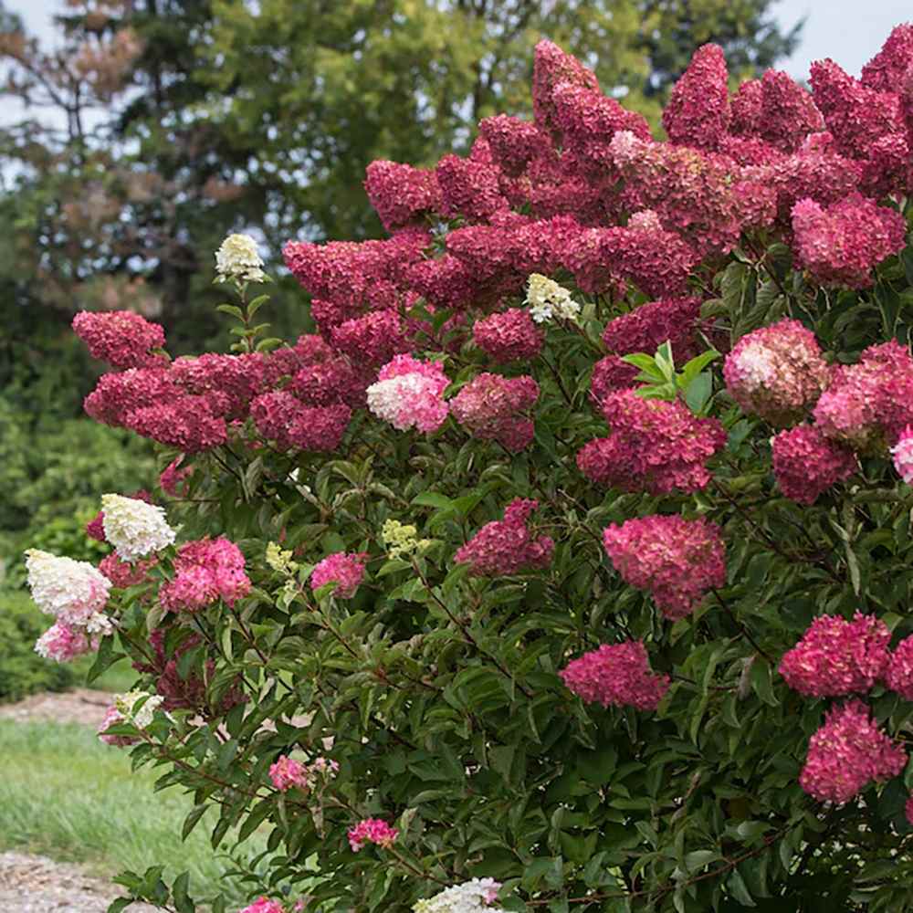 Hortensia de gradina Wim's Red, cu flori rosii-burgundiu
