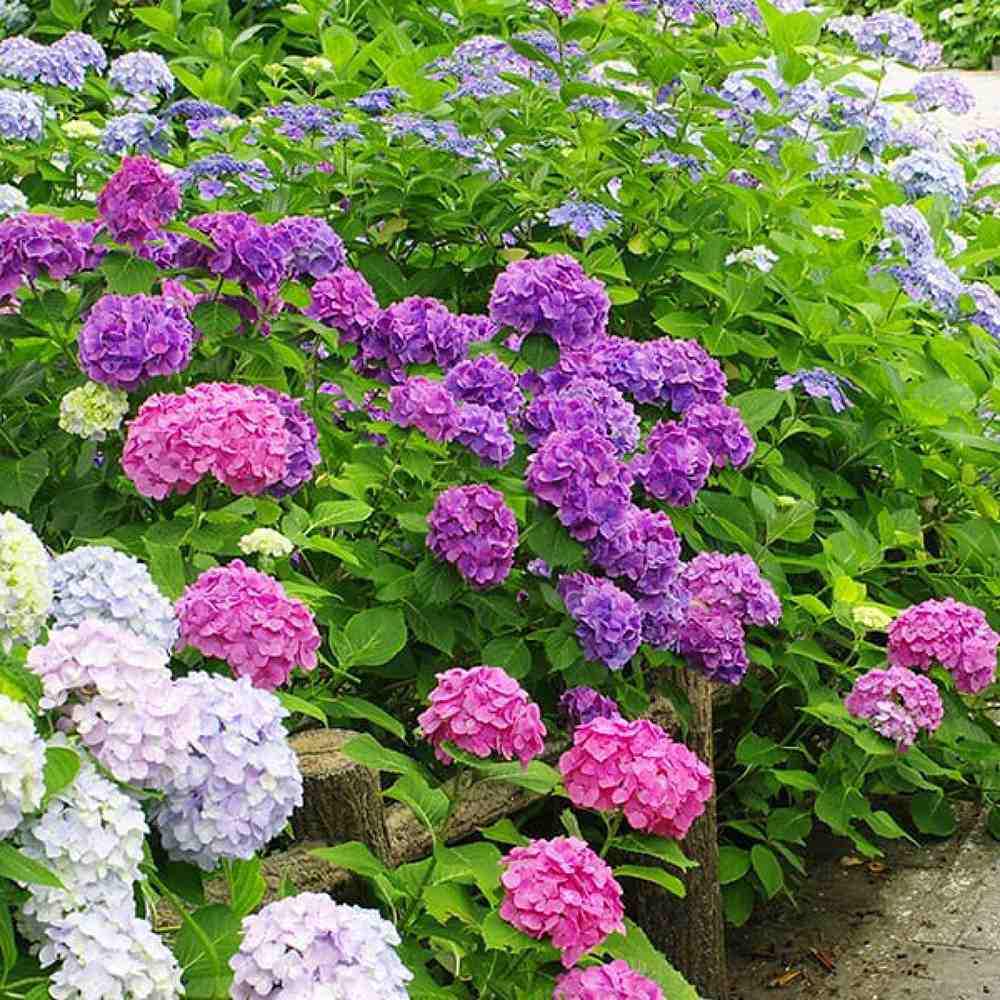 Hortensie de gradina Diva Fiore, cu flori albastre-mov roz