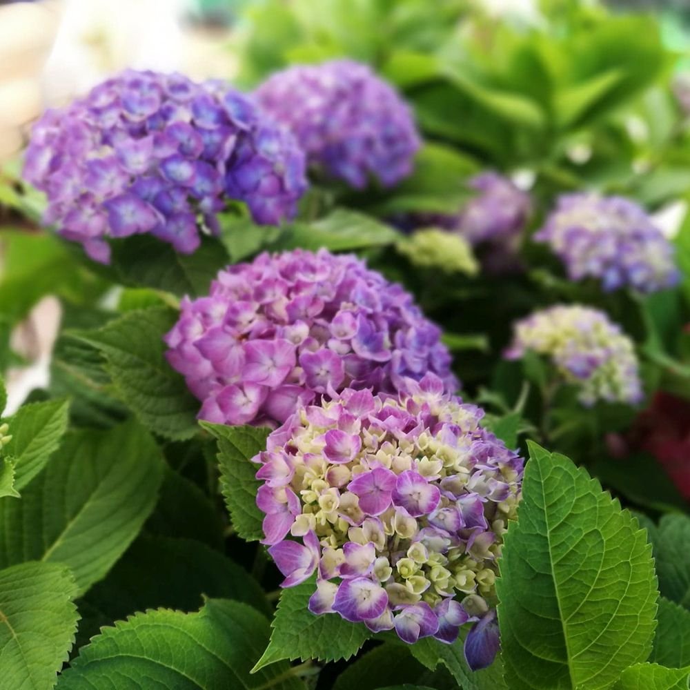 Hortensie de gradina Diva Fiore, cu flori albastre-mov roz