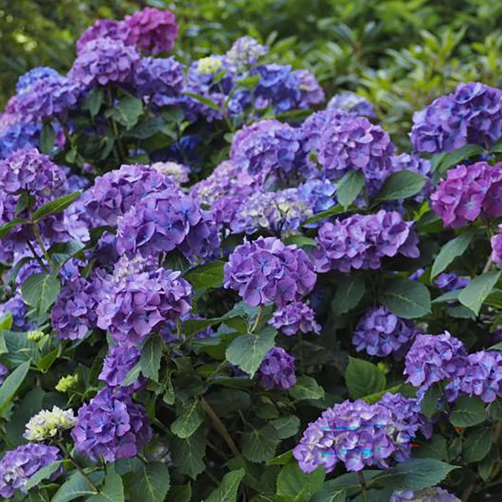 Hortensie de gradina Diva Fiore, cu flori albastre-mov roz