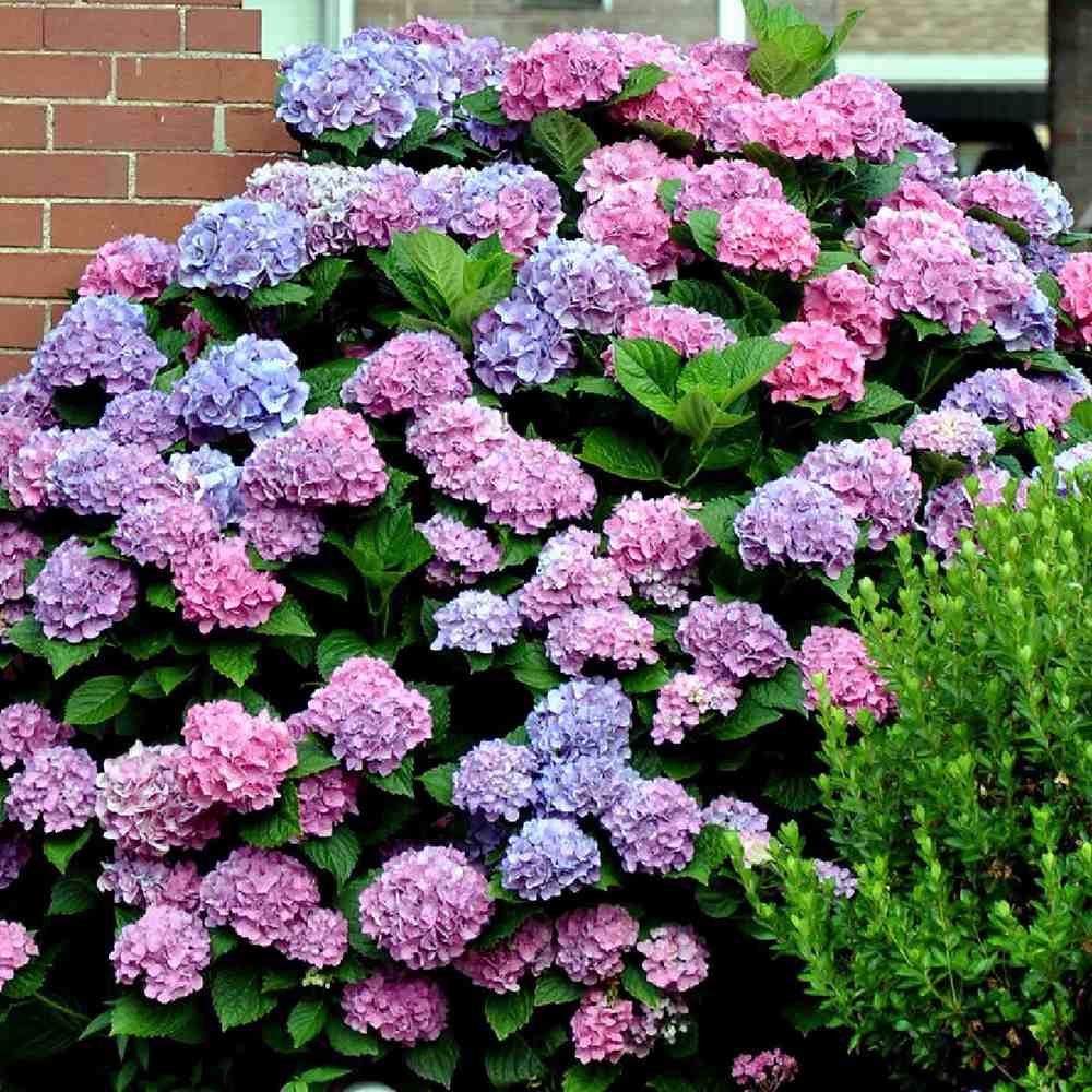 Hortensie de gradina Diva Fiore, cu flori albastre-mov roz