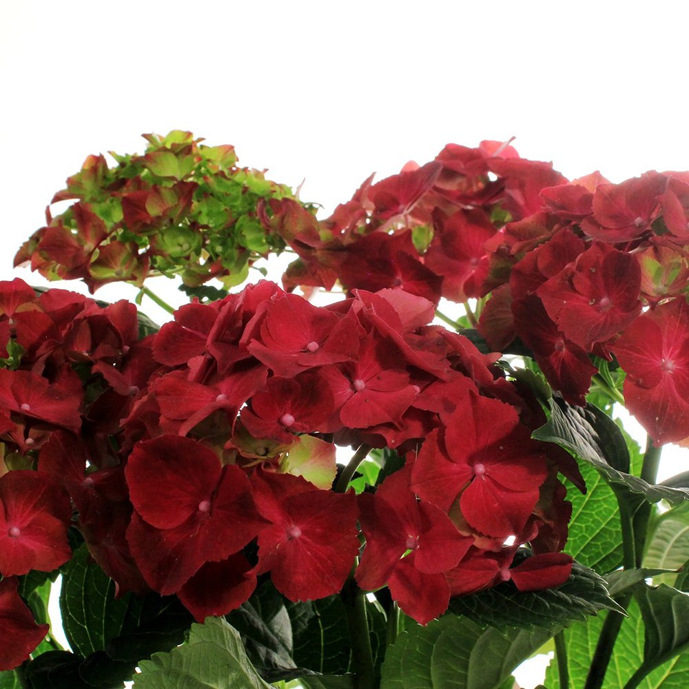 Hortensie de Gradina Rosie Hi Fire, cu flori rosii