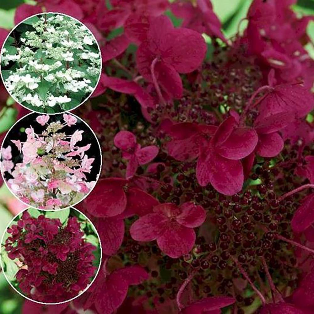 Hortensie de Gradina Tip Copac Wim'S Red, cu flori rosii