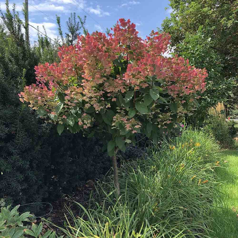 Hortensie de Gradina Tip Copac Wim'S Red, cu flori rosii