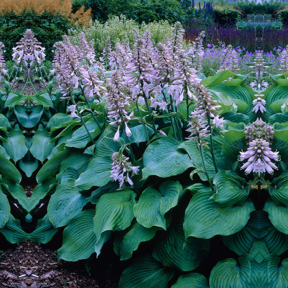 Crin de Toamna (Hosta Hybrid) Blue Angel, hosta gigantica cu frunze albastre pentru umbra