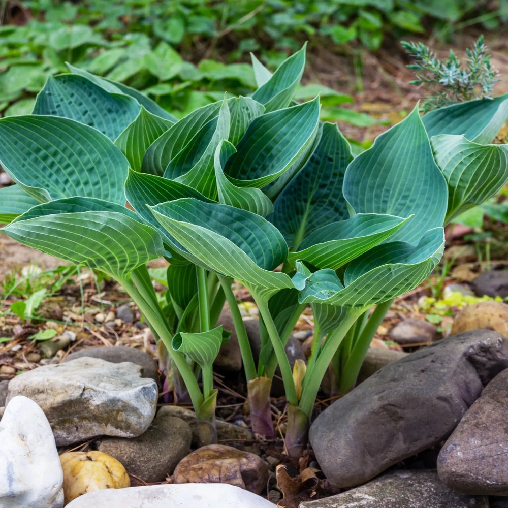 Crin de Toamna (Hosta Hybrid) Blue Angel, hosta gigantica cu frunze albastre pentru umbra