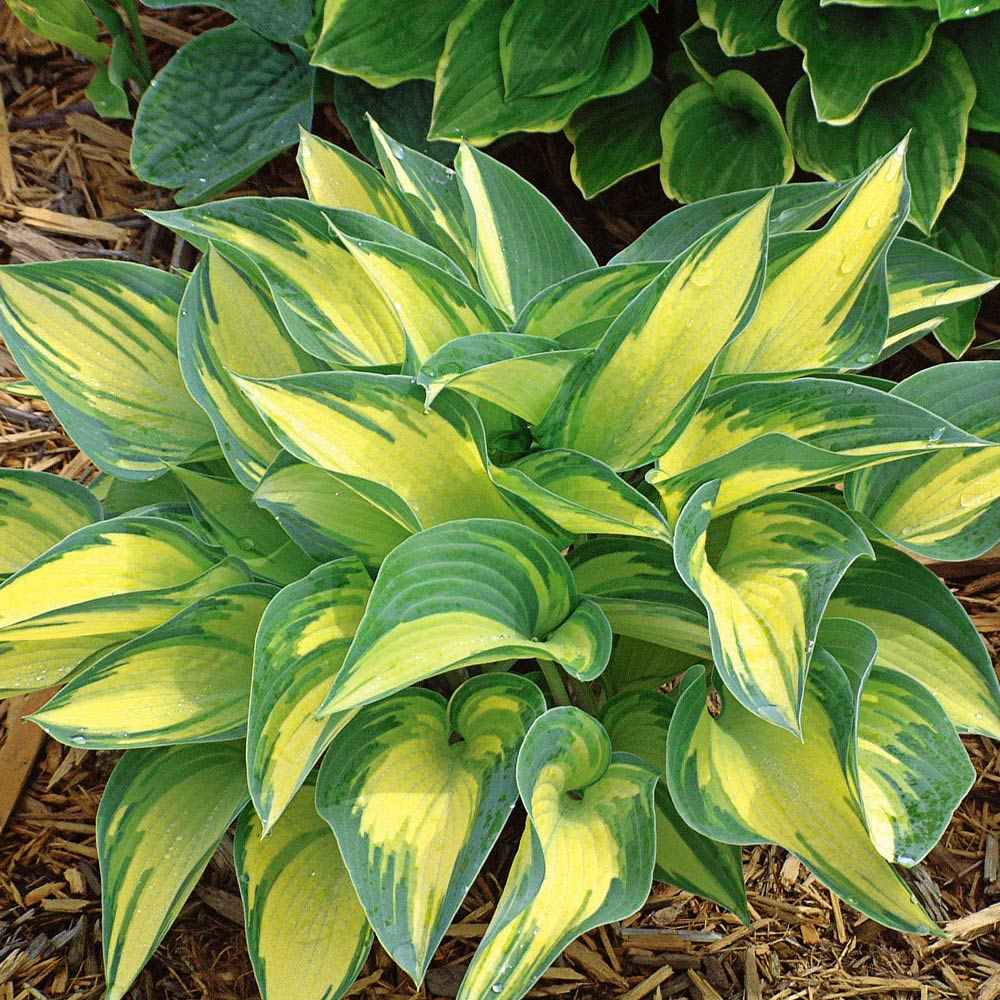Crin de Toamna (Hosta) June, perena decorativa frunzis galben, flori lvanda-alb, verde pentru umbra