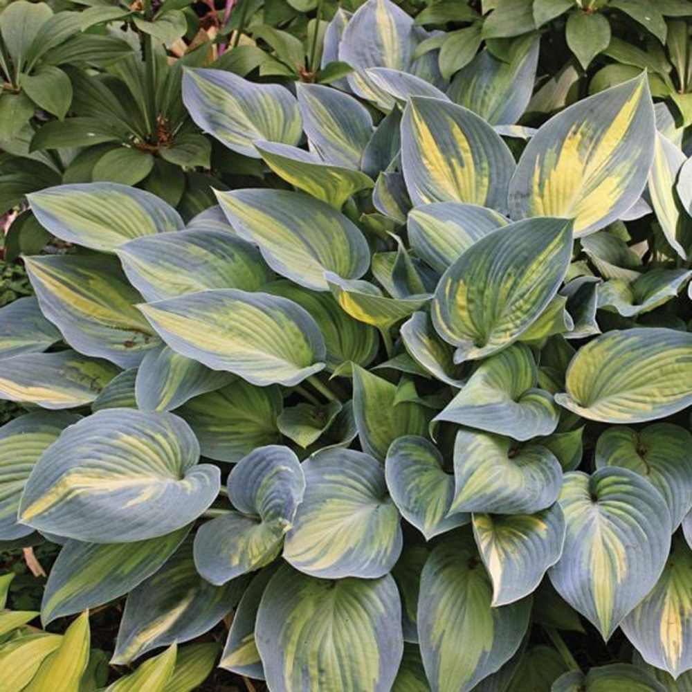 Crin de Toamna (Hosta) June, perena decorativa frunzis galben, flori lvanda-alb, verde pentru umbra