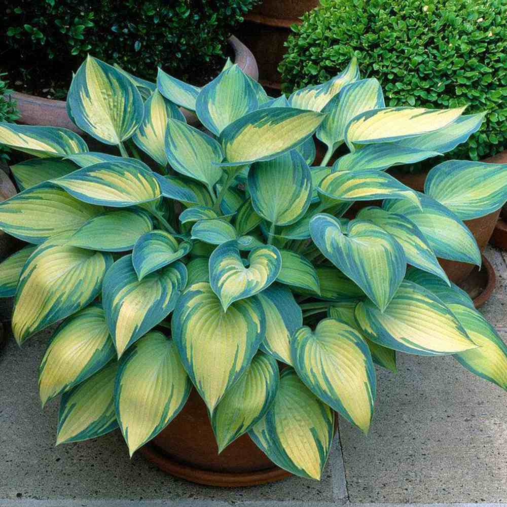 Crin de Toamna (Hosta) June, perena decorativa frunzis galben, flori lvanda-alb, verde pentru umbra