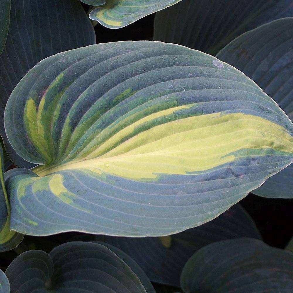 Crin de Toamna (Hosta) June, perena decorativa frunzis galben, flori lvanda-alb, verde pentru umbra