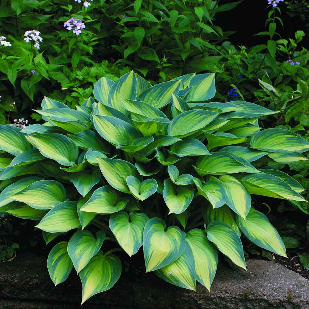 Crin de Toamna (Hosta) June, perena decorativa frunzis galben, flori lvanda-alb, verde pentru umbra