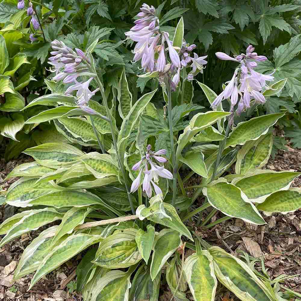 Crin de Toamna (Hosta) June, perena decorativa frunzis galben, flori lvanda-alb, verde pentru umbra
