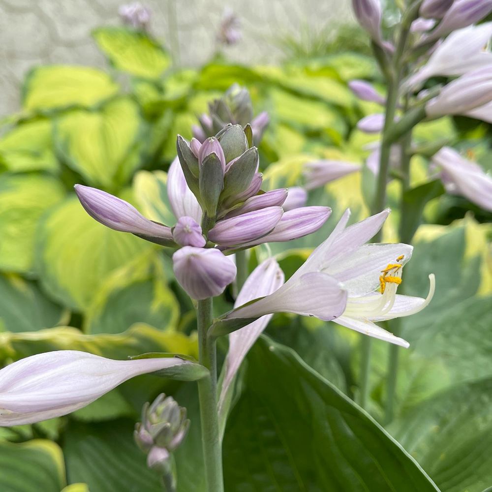 Crin de Toamna (Hosta) June, perena decorativa frunzis galben, flori lvanda-alb, verde pentru umbra