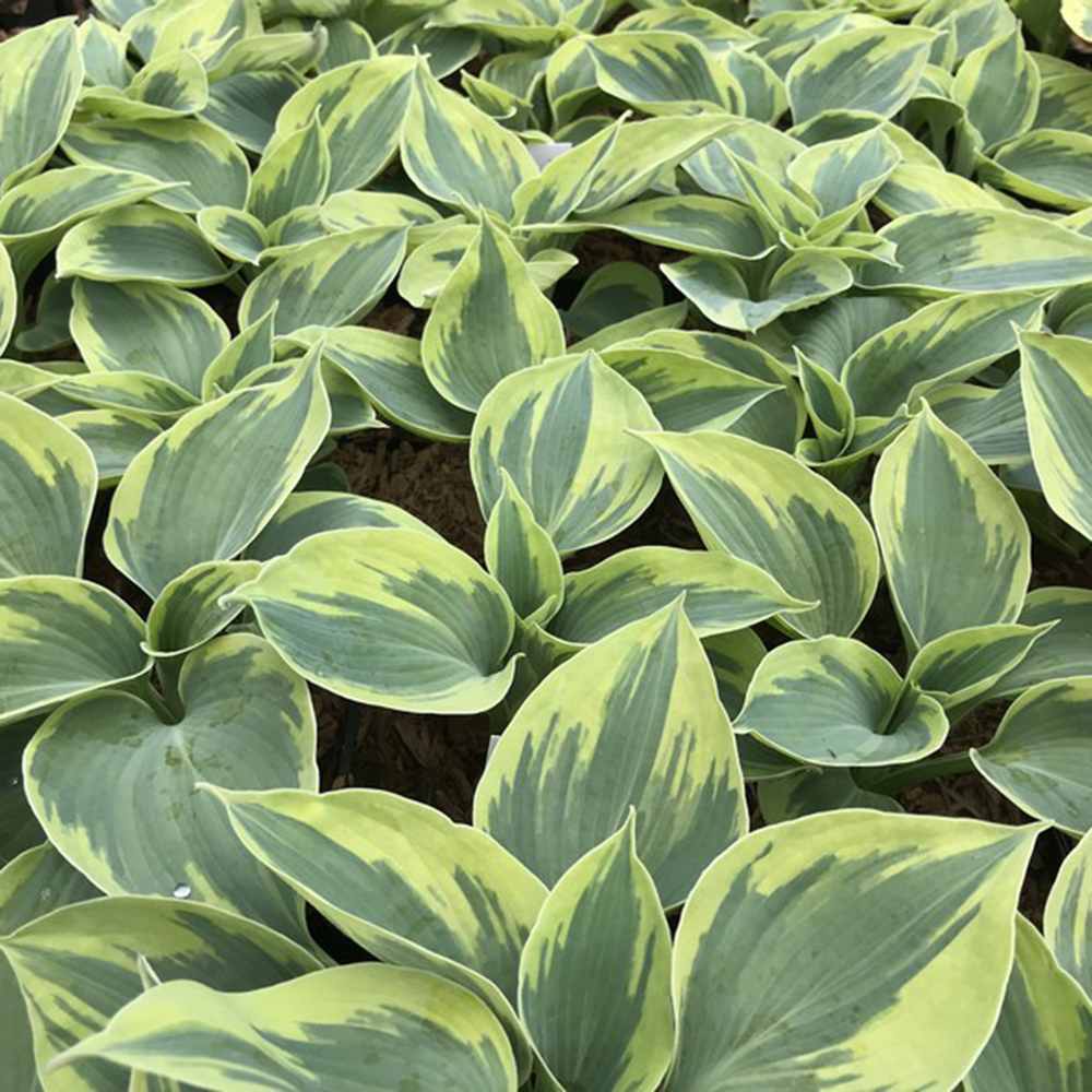Crin de Toamna (Hosta) Tootie Mae, cu flori albastre-mov, frunze variegate, umbra si semiumbra