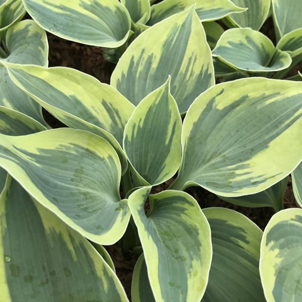 Crin de Toamna (Hosta) Tootie Mae, cu flori albastre-mov, frunze variegate, umbra si semiumbra