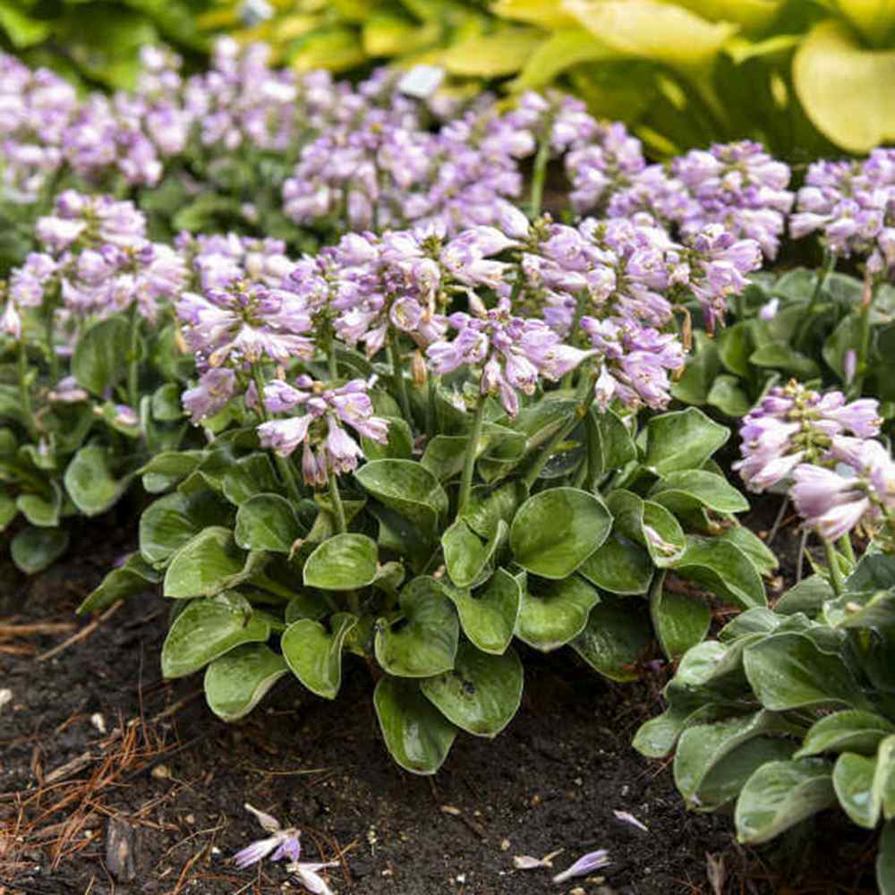 Crin de Toamna (Hosta) Tootie Mae, cu flori albastre-mov, frunze variegate, umbra si semiumbra