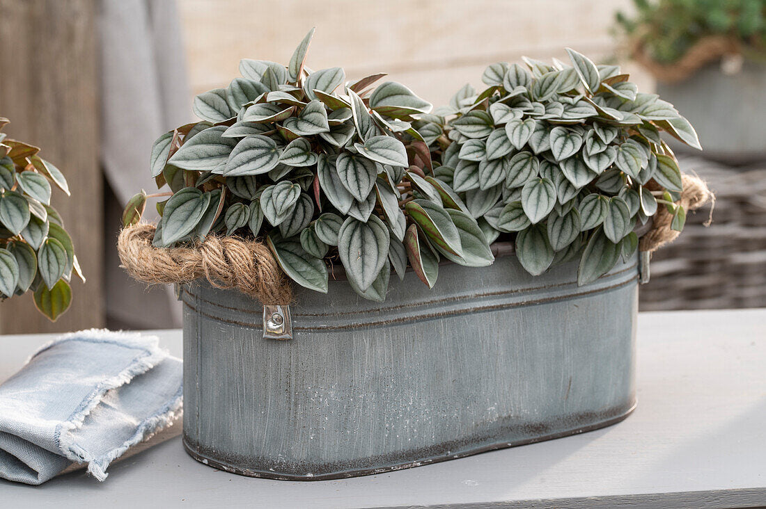 Peperomia Caperata Napoli Nights, 25 cm, planta de interior cu frunze argintii, ideala pentru birou