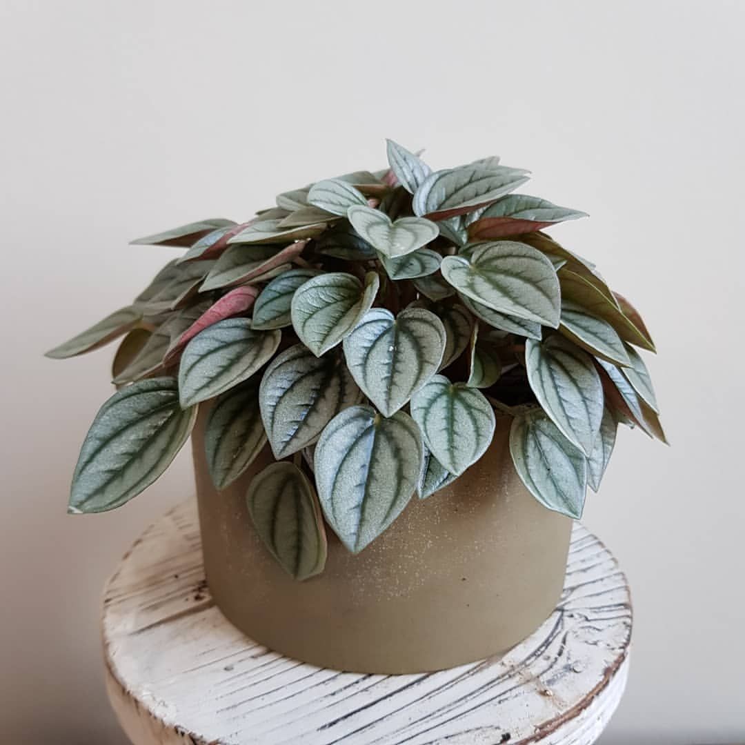 Peperomia Caperata Napoli Nights, 25 cm, planta de interior cu frunze argintii, ideala pentru birou