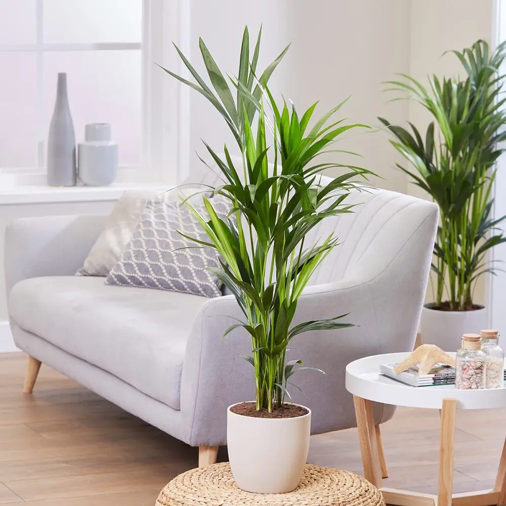 Palmier Kentia (Howea Forsteriana), 60 cm, planta de interior eleganta, purificatoare de aer, usor de intretinut