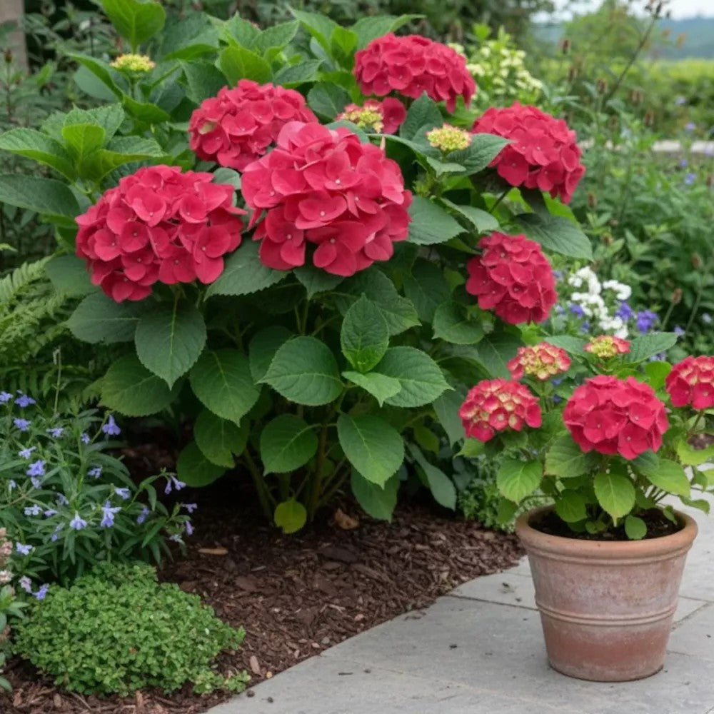 Hortensie macrophylla Red Baron, flori rosu intens, inflorire abundenta, gradina umbra