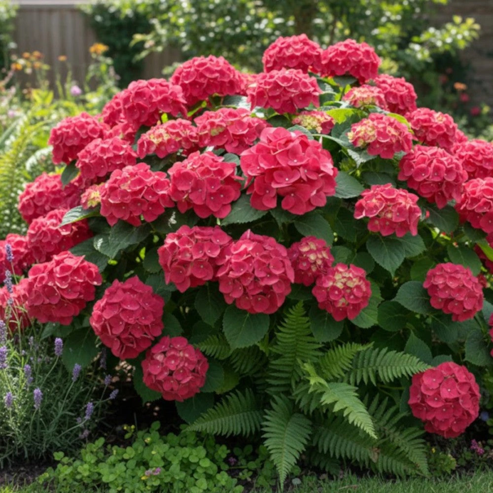 Hortensie macrophylla Red Baron, flori rosu intens, inflorire abundenta, gradina umbra