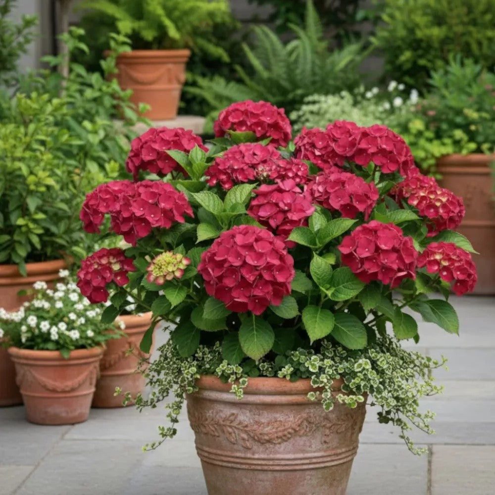 Hortensie macrophylla Red Baron, flori rosu intens, inflorire abundenta, gradina umbra