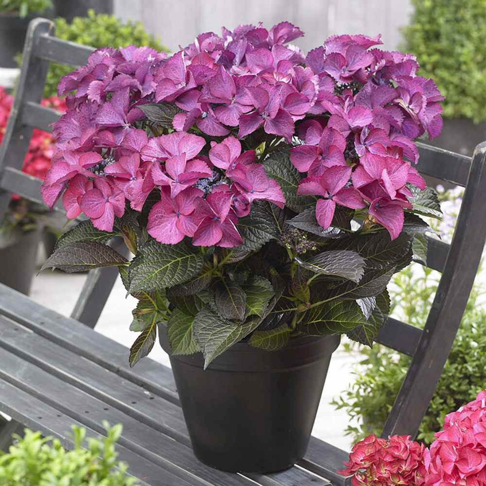 Hortensie de gradina Black Diamond Dark Angel Purple, frunze inchise, flori mov, eleganta si rezistenta