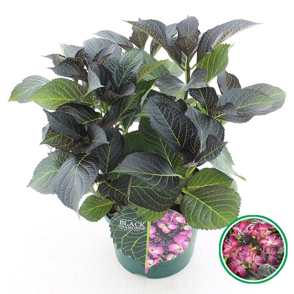 Hortensie de gradina Black Diamond Dark Angel Purple, frunze inchise, flori mov, eleganta si rezistenta