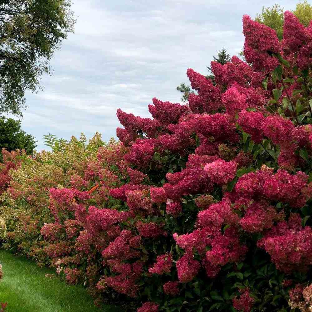 Hortensia de gradina Wim's Red, cu flori parfumate alb, roz si rosii-burgundiu, joc de culori,