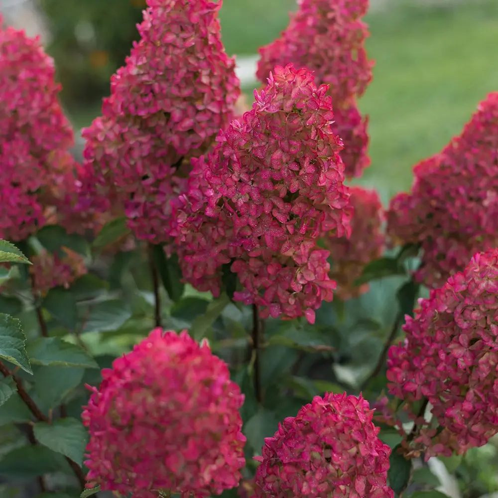 Hortensie de Gradina Fraise Melba, flori albe roz-rosii, joc de culori, arbust decorativ rezistent la frig