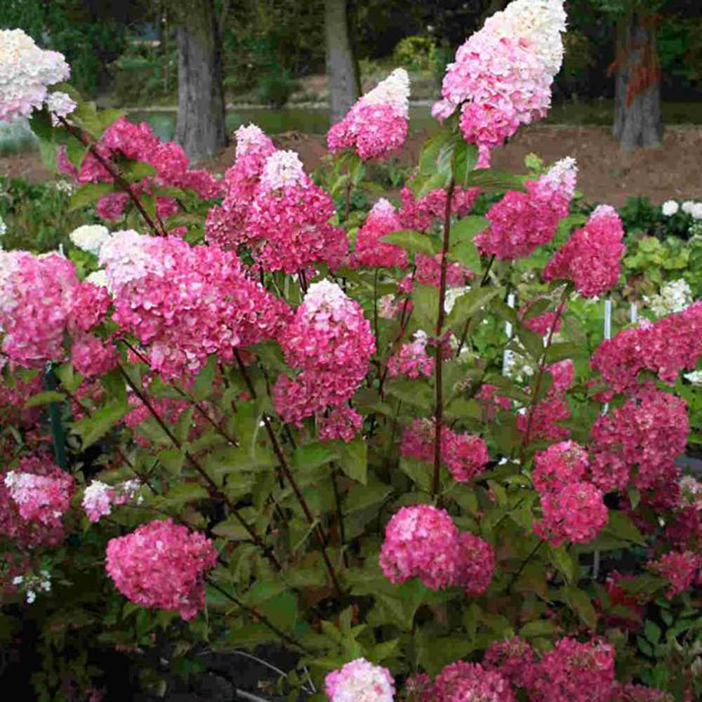 Hortensie de Gradina Fraise Melba, flori albe roz-rosii, joc de culori, arbust decorativ rezistent la frig