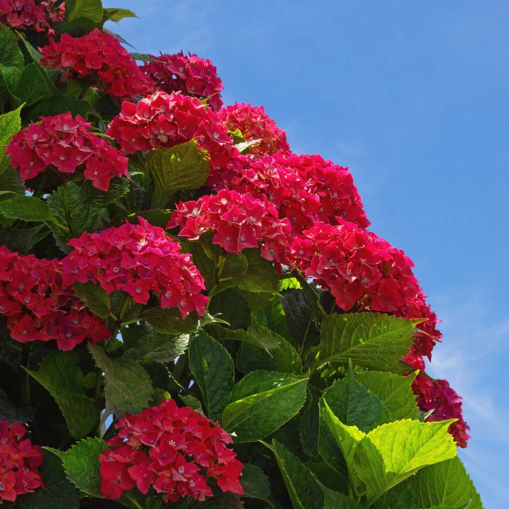 Hortensia de gradina Hot Red, cu flori rosii
