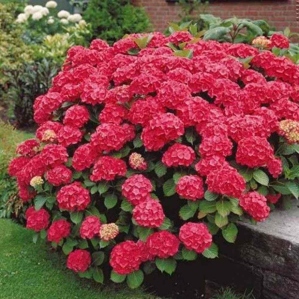 Hortensia de gradina Hot Red, cu flori rosii