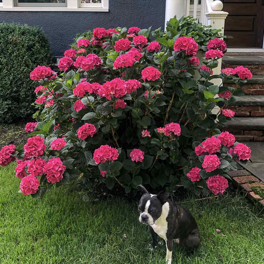 Hortensia de gradina Hot Red, cu flori rosii