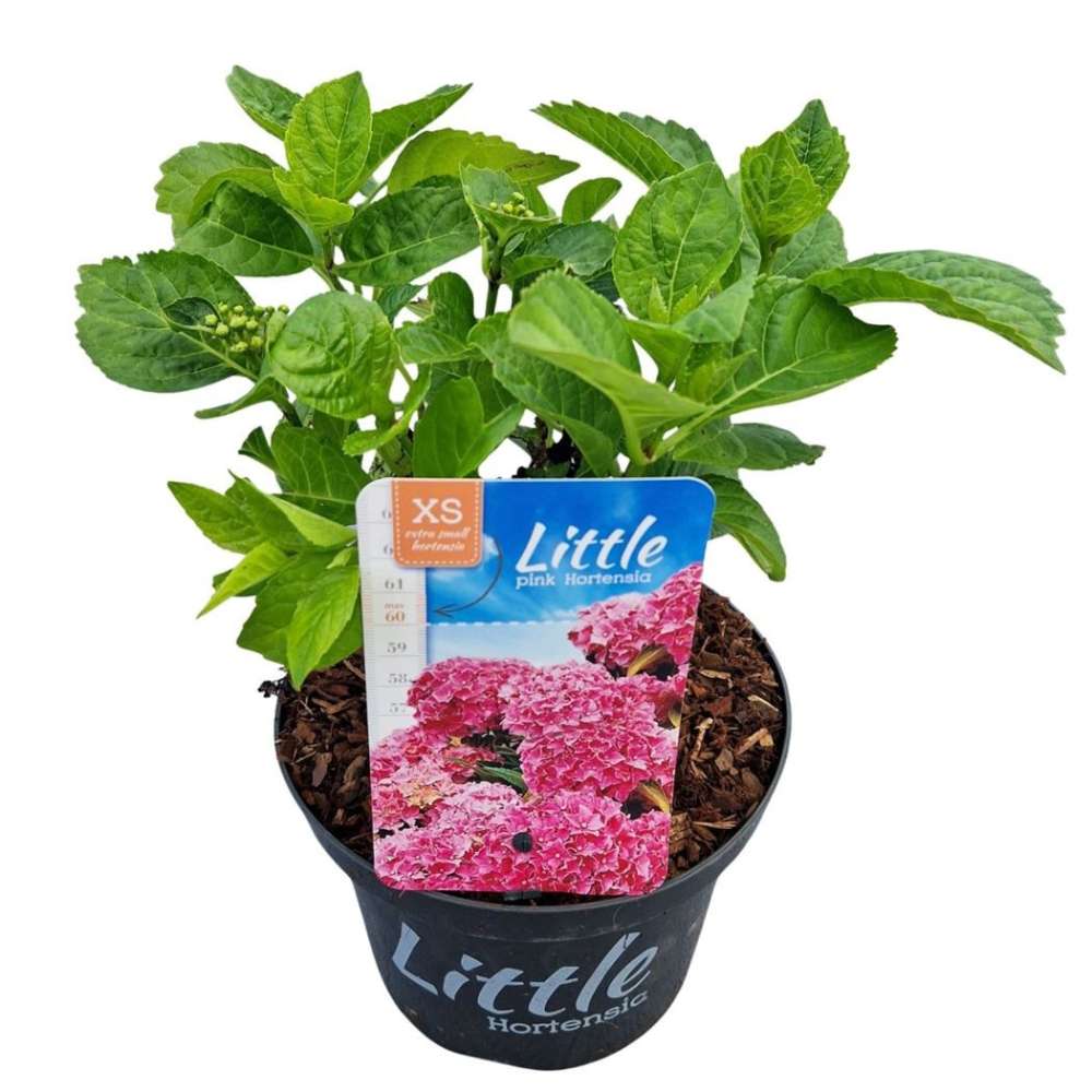 Hortensie de Gradina Pitica Little XS, flori roz compacte, tufis decorativ de gradina