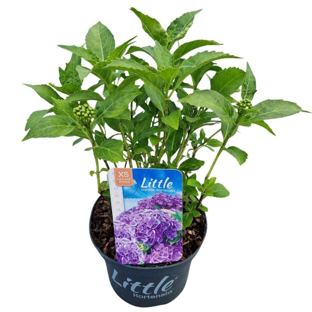 Hortensie de Gradina Pitica Little Purple XS, flori mov compacte, tufis decorativ de gradina