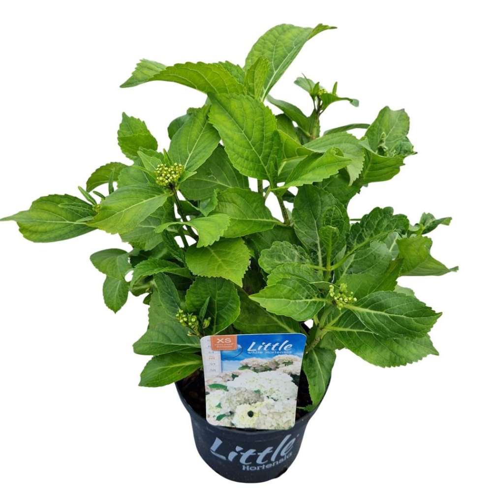 Hortensie de Gradina Pitica Little White XS, flori albe compacte, tufis decorativ de gradina