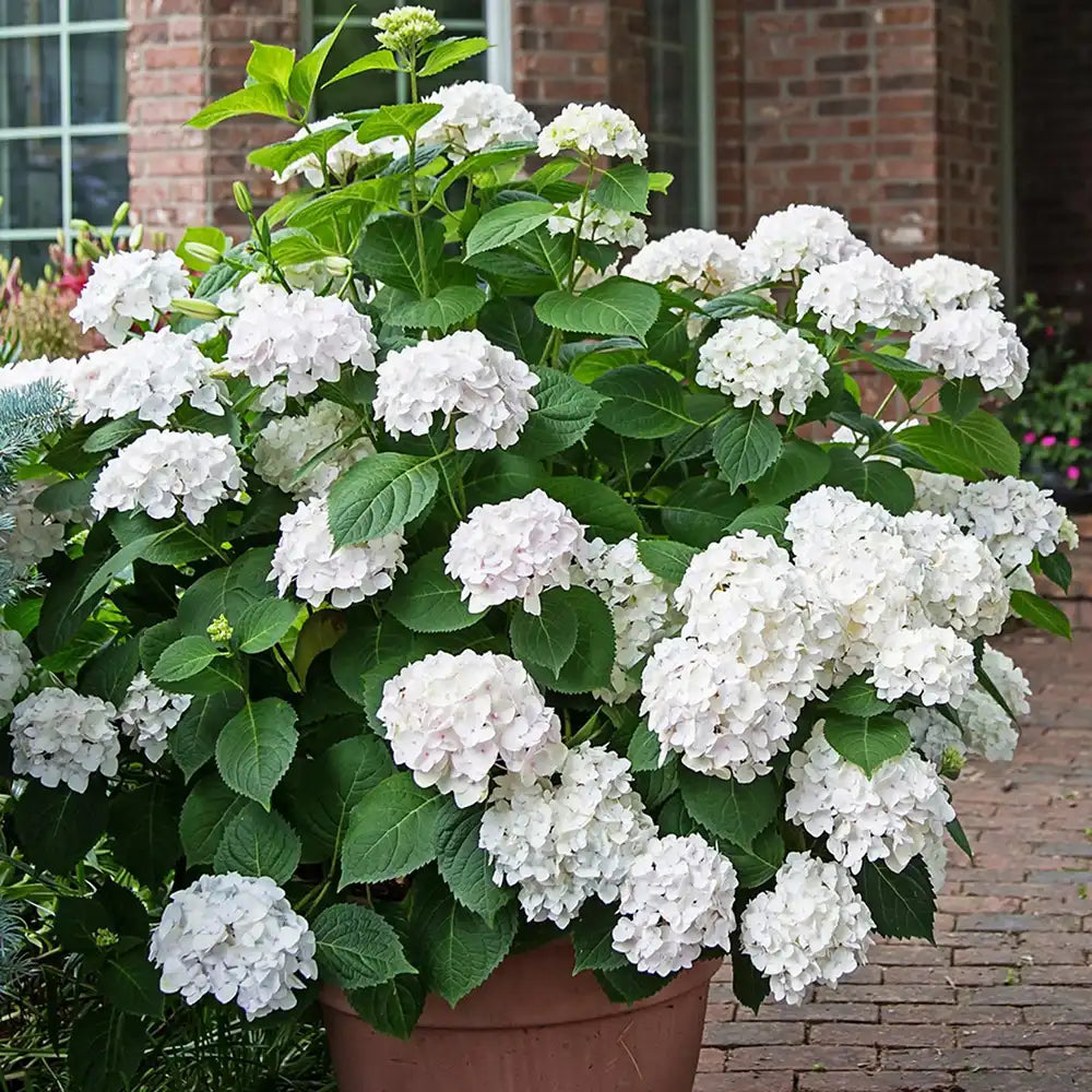 Hortensie de Gradina Schneeball, cu flori albe sferice mari