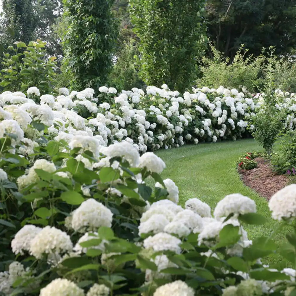 Hortensie de Gradina Schneeball, cu flori albe sferice mari