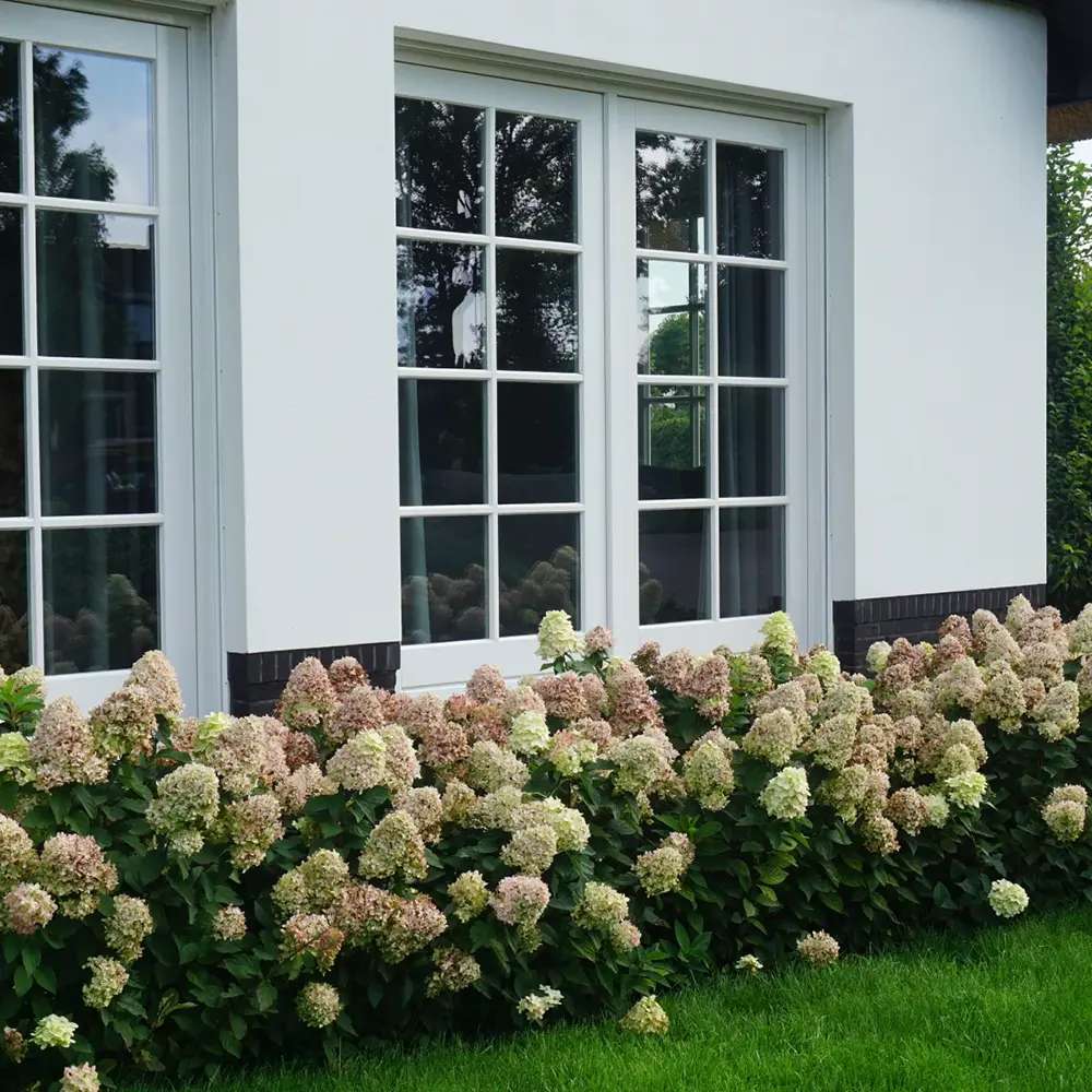 Hortensie de gradina Magical Candle, flori albe crem roz, joc de culori, arbust decorativ rezistent la frig