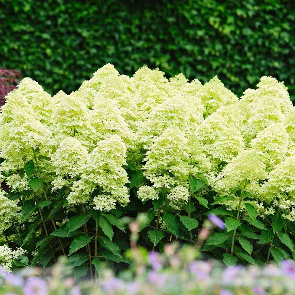 Hortensie de gradina Magical Candle, flori albe crem roz, joc de culori, arbust decorativ rezistent la frig