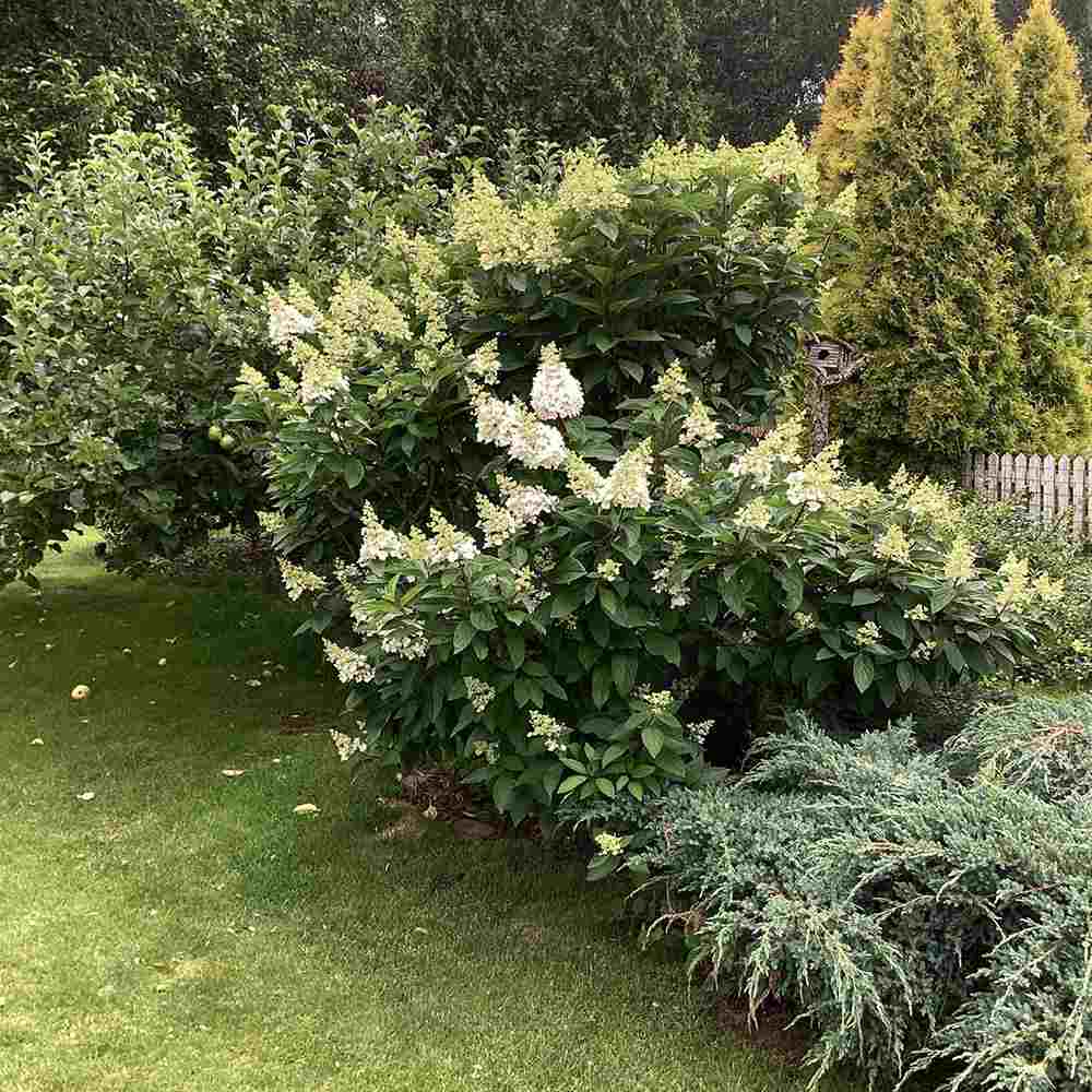 Hortensie de gradina Magical Candle, flori albe crem roz, joc de culori, arbust decorativ rezistent la frig